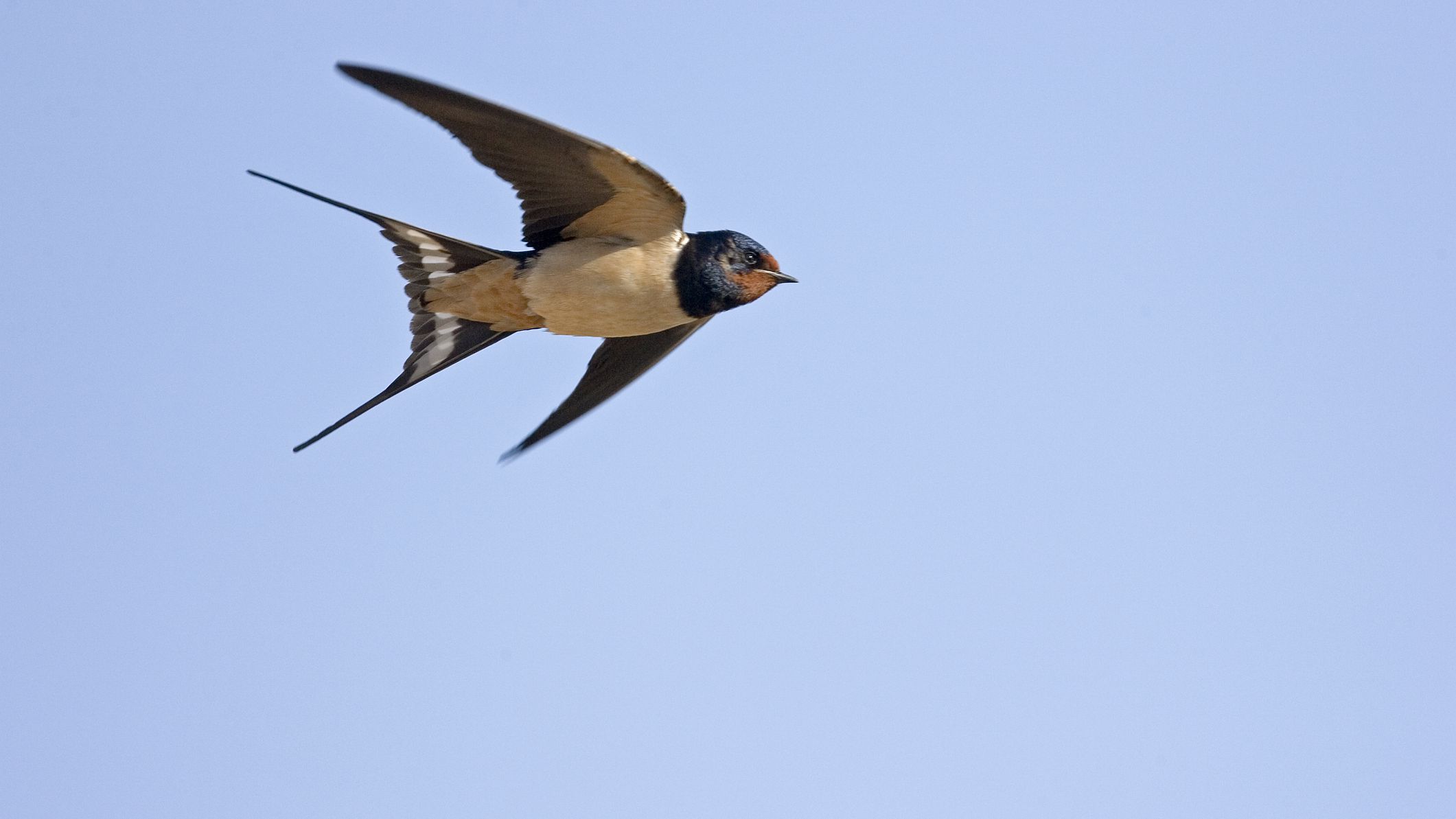 How fast do birds dive bomb?