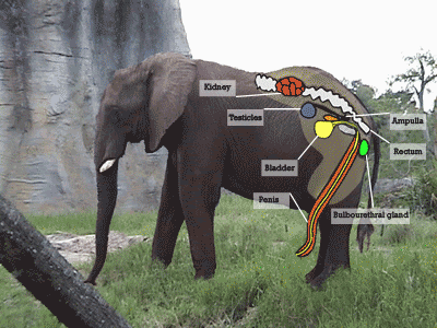 How fast do elephants reproduce?