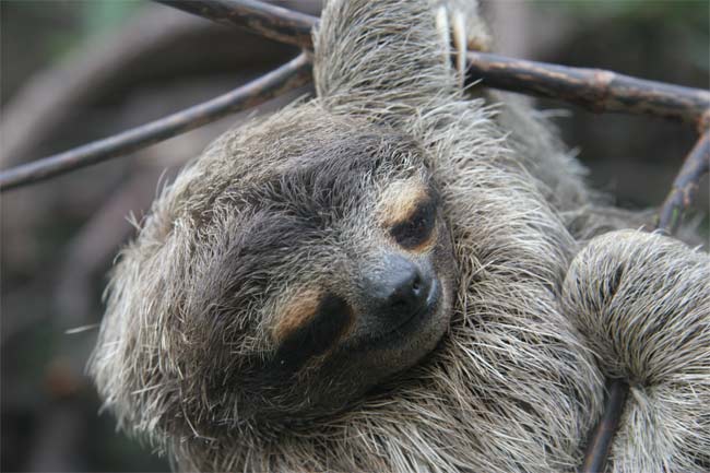 How fast do sloths digest food?