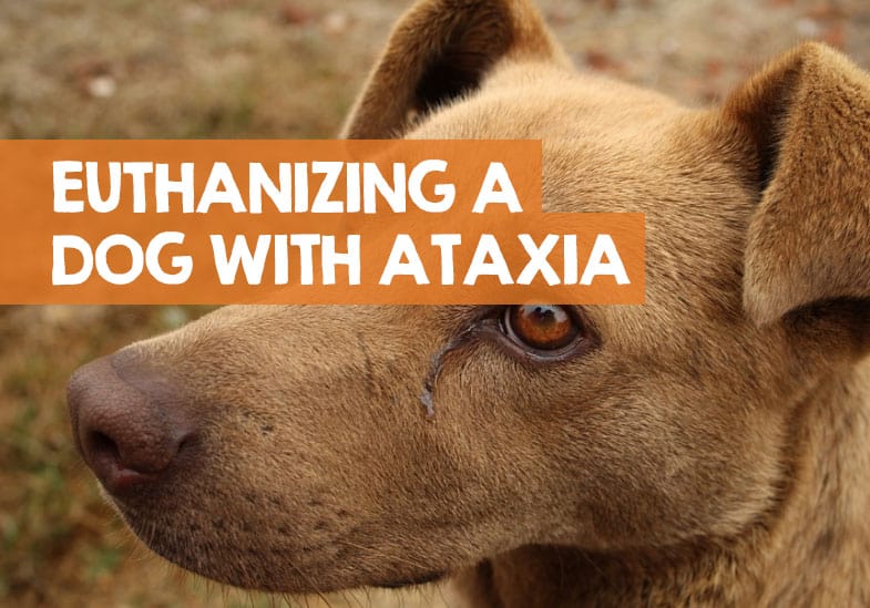How fast does ataxia progress in dogs?