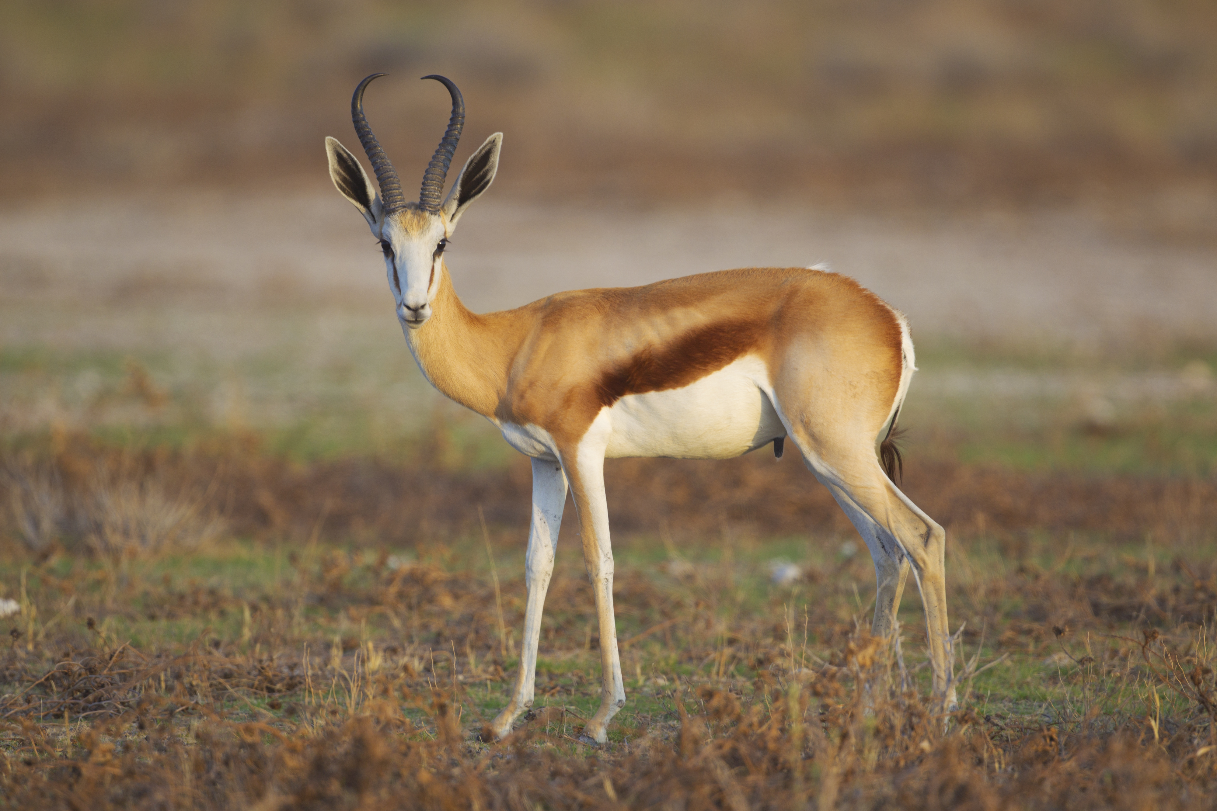 How fast is a Springbok?