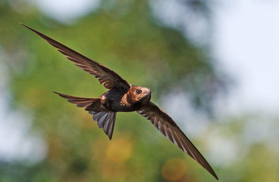 How fast is a swift bird?