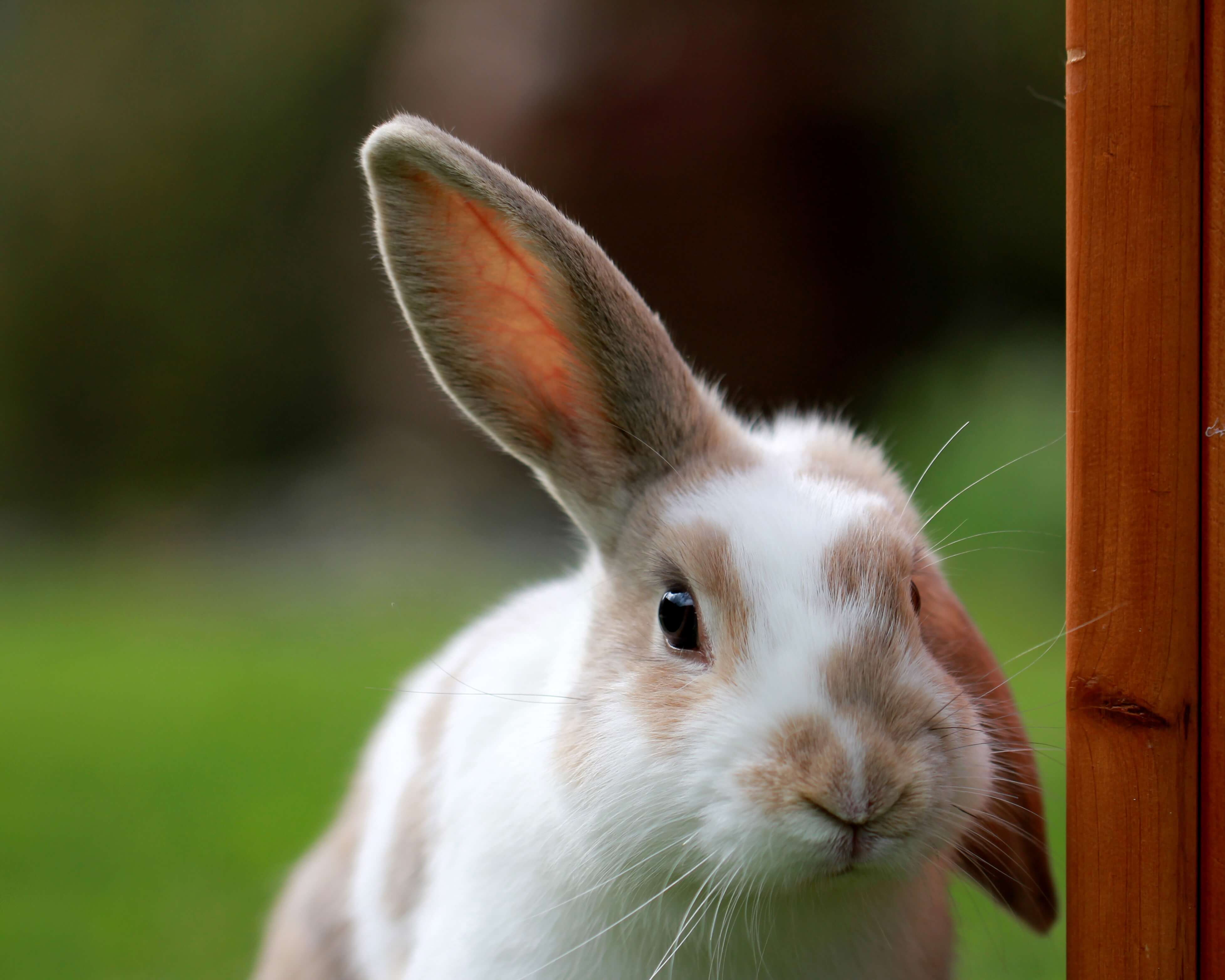 How good is a rabbits hearing?