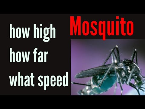 How high and far can mosquitoes fly?