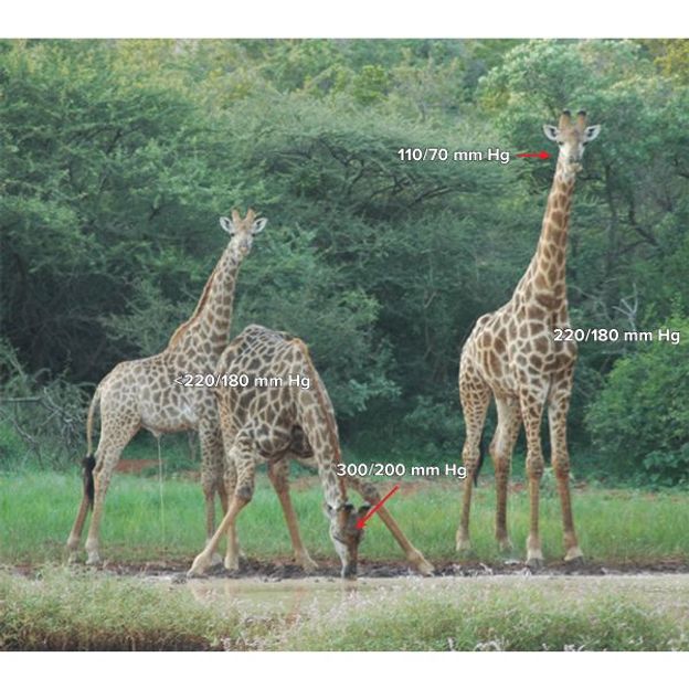 How high is a giraffe blood pressure?