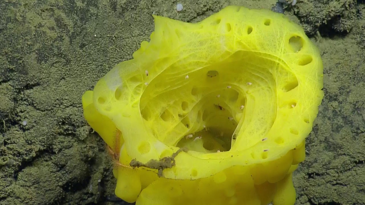 How is a sea sponge alive?