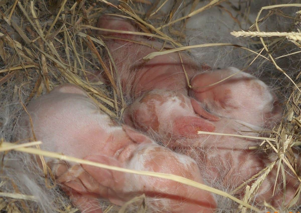 How long after baby bunnies are born can you touch them?