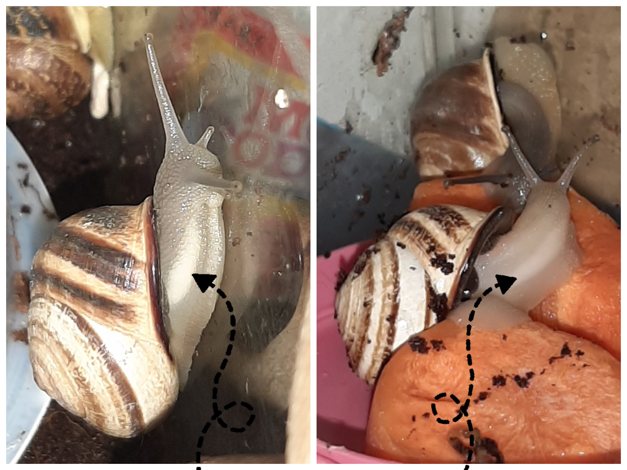 How long are garden snails pregnant?