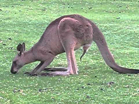 How long are kangaroos penises?