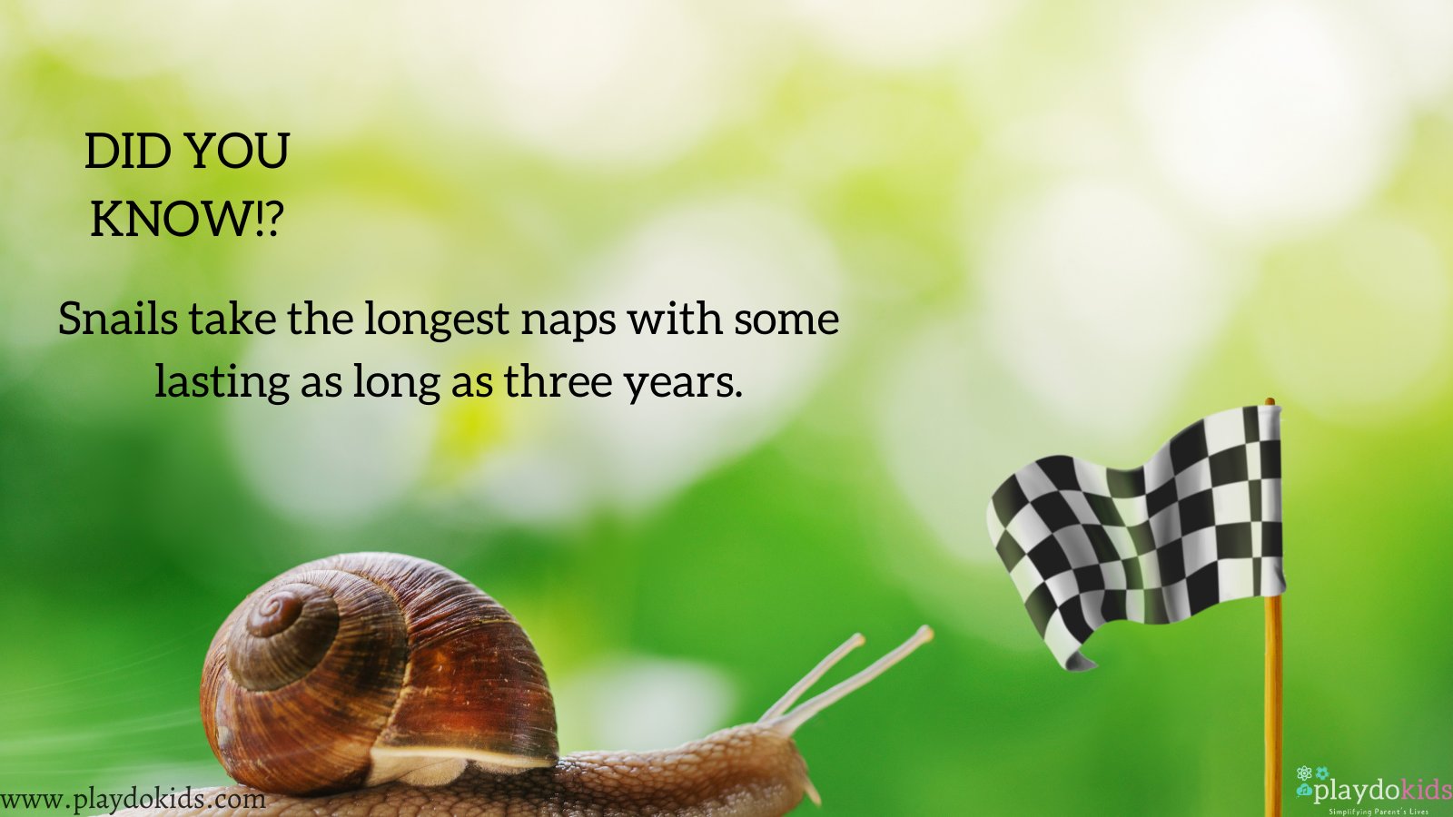 How long are snail naps?