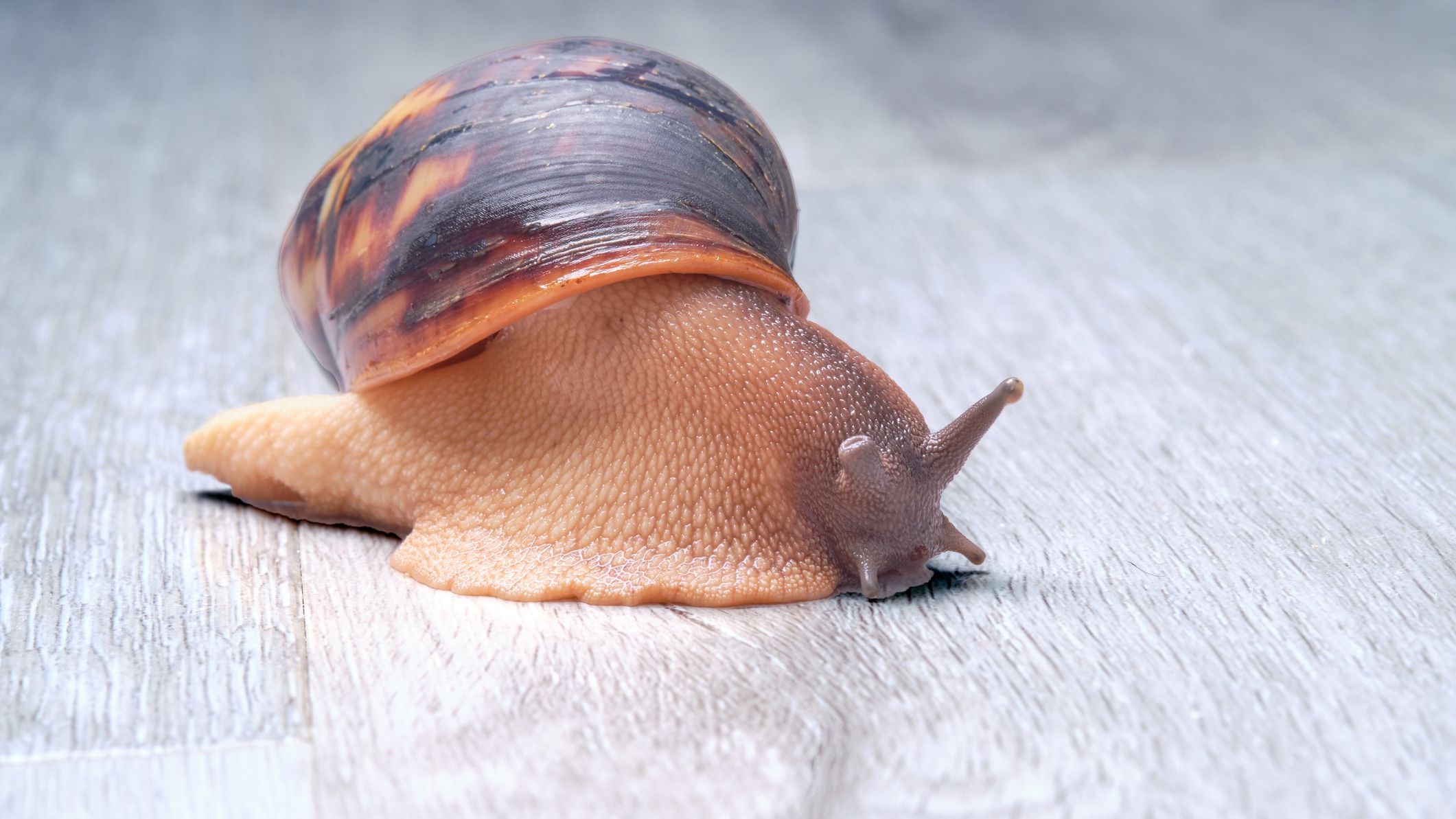 How long are snails awake?