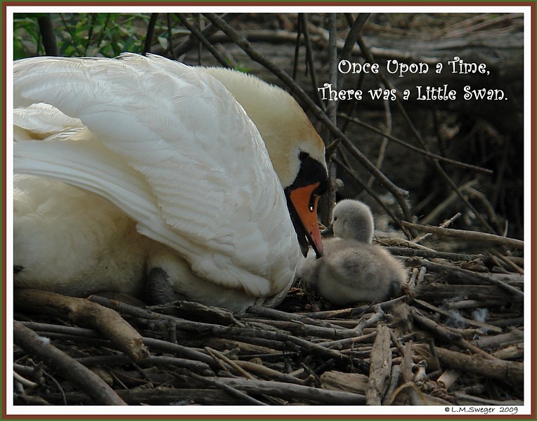 How long before a Cygnet becomes a swan?