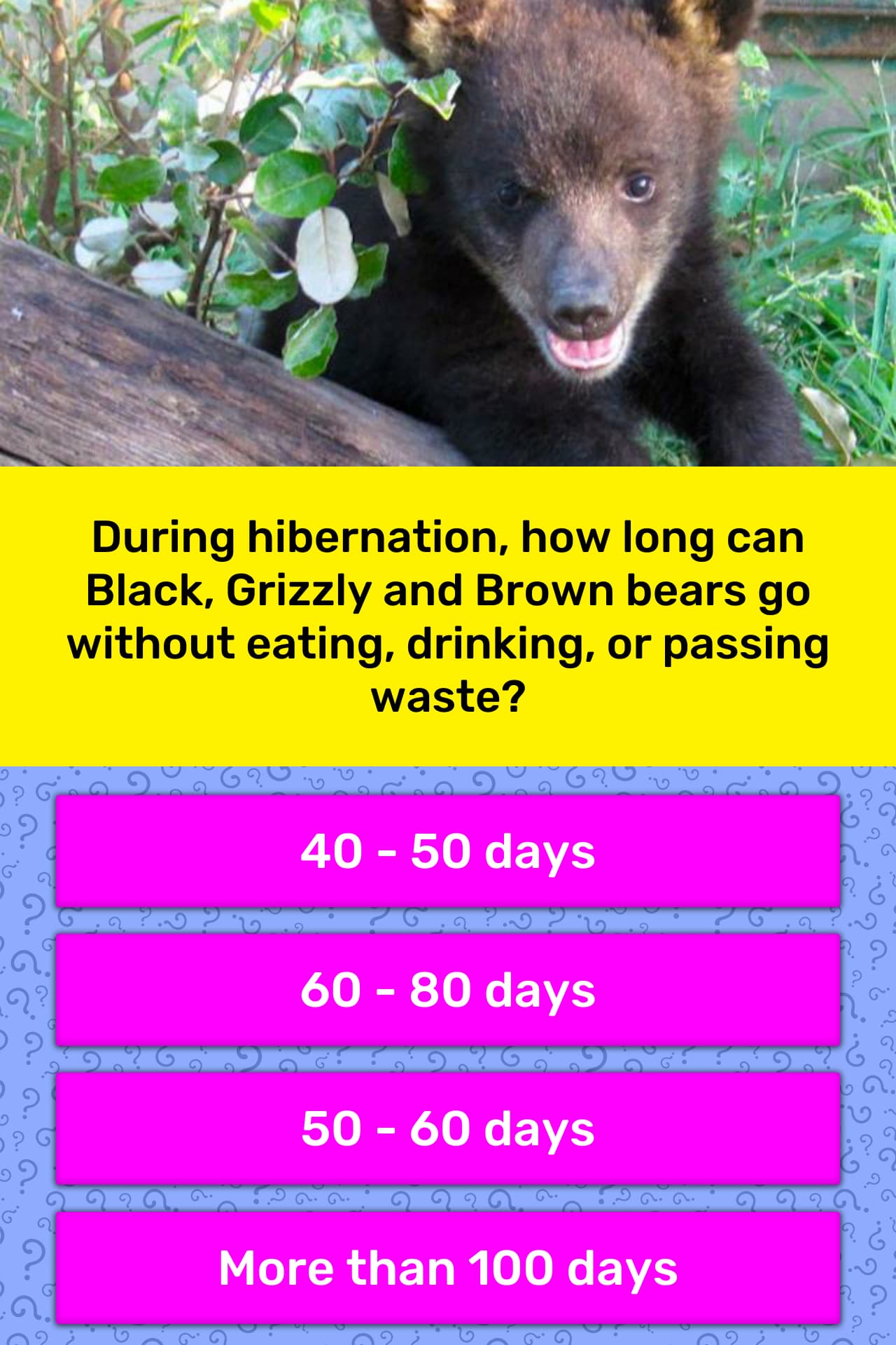 How long can a bear survive without water?