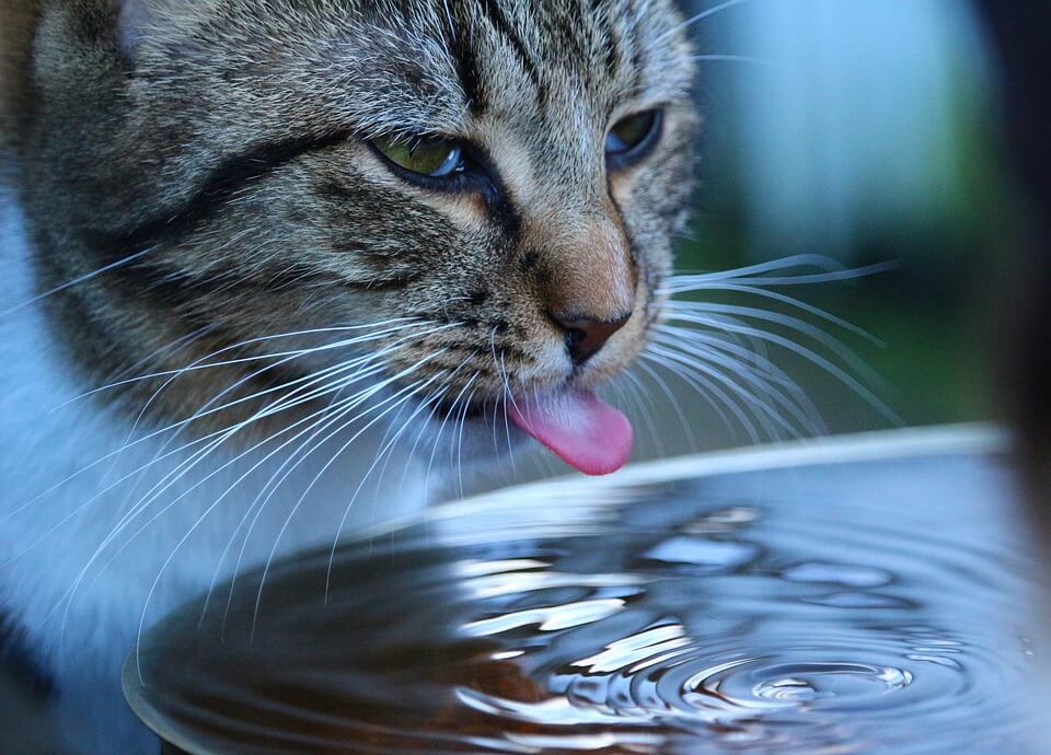 How long can a cat go without drinking water?