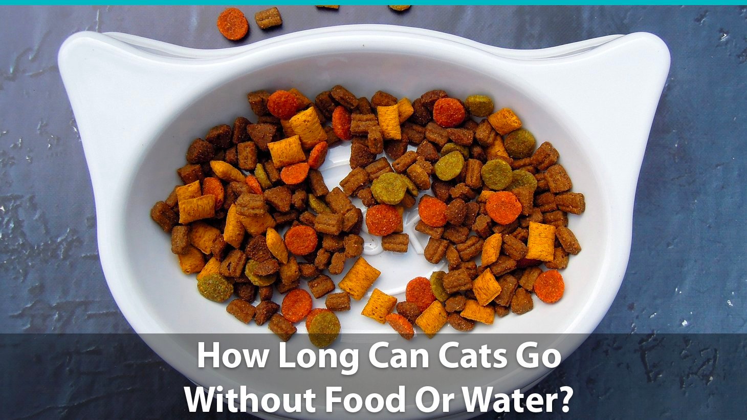 How long can a cat go without food or water?
