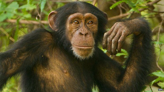 How long can a chimpanzee remember?