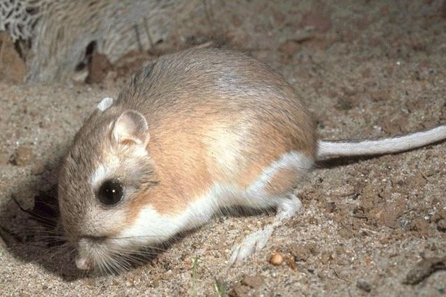 How long can a kangaroo rat survive in the desert?