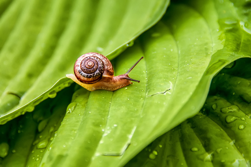 How long can a ramshorn snail survive without water?