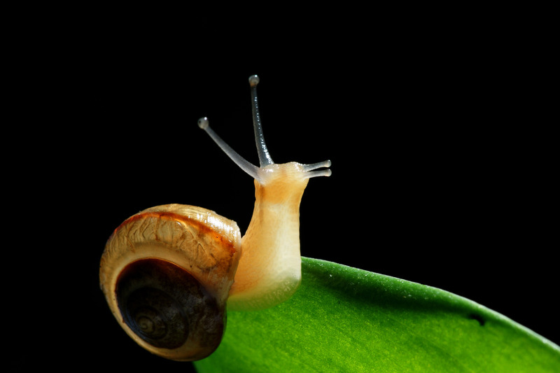 How long can a snail stay without eating?