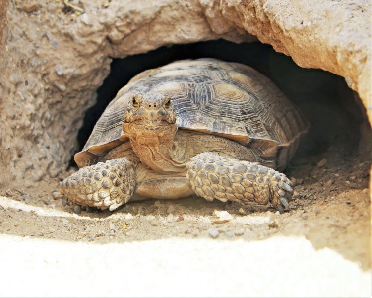 How long can a tortoise survive without water?