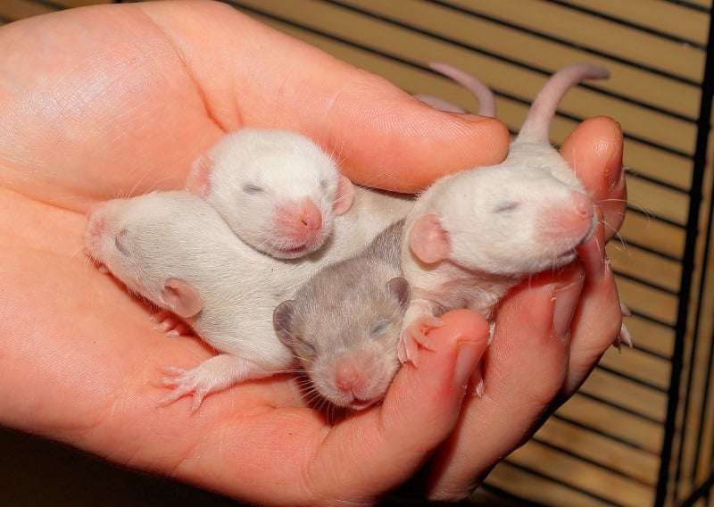 How long can pinky mice or pinky rats survive without its mother?