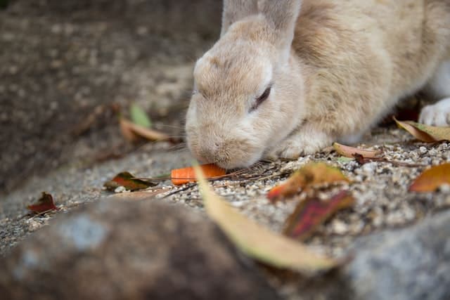 How long can rabbits go without eating food?