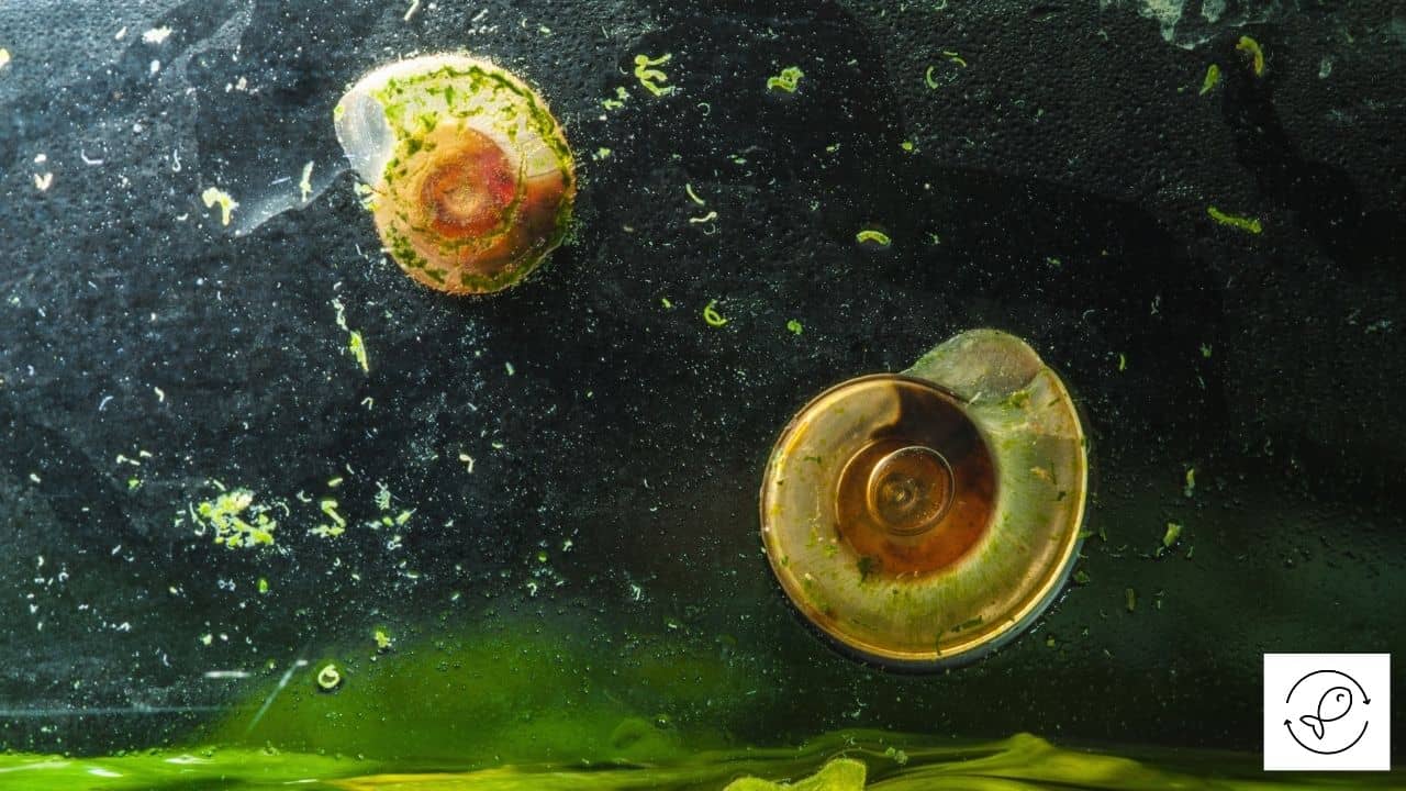 How long can Ramshorn snails survive out of water?