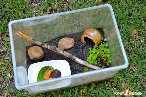 How long can you keep a snail as a pet?