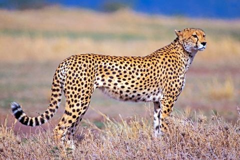 How long did Cheetah live?