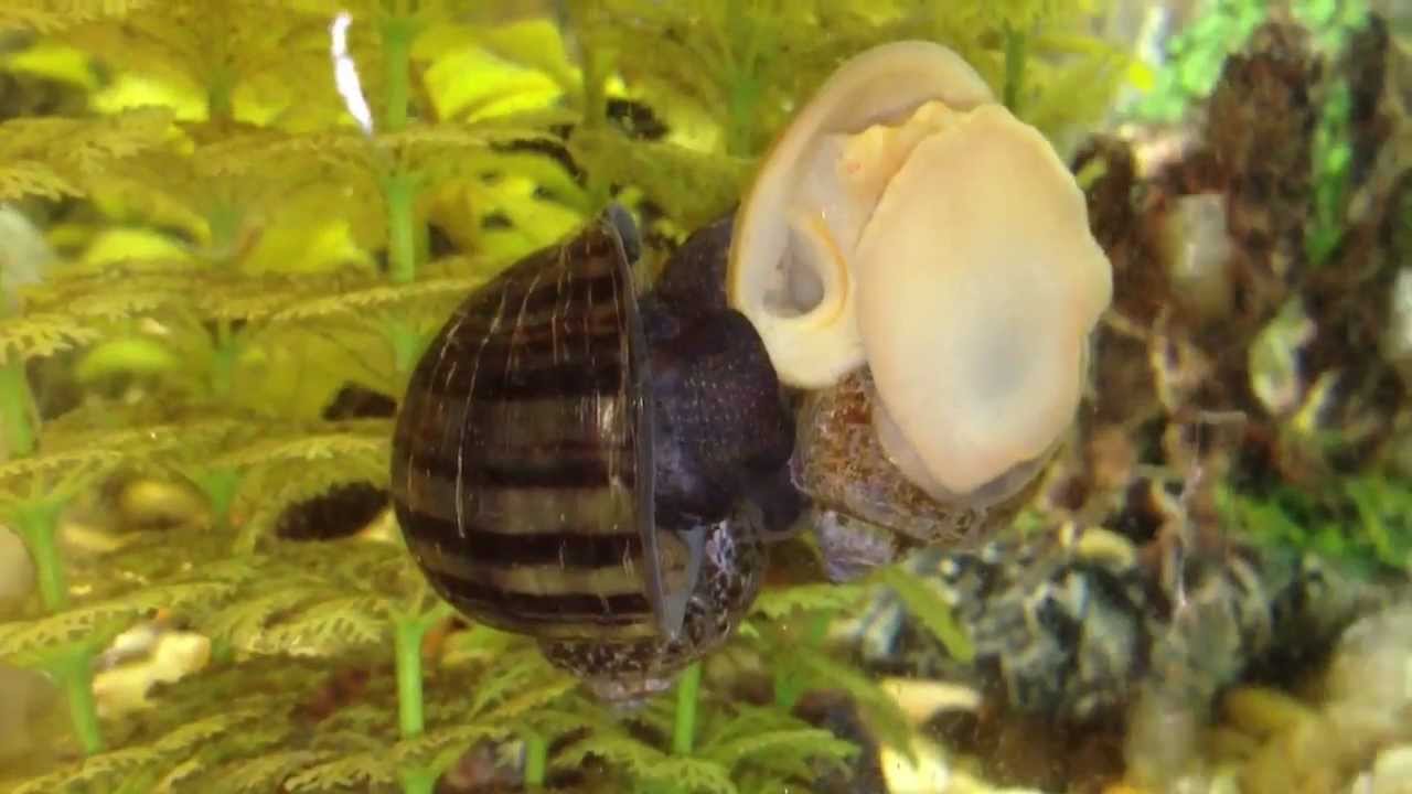 How long do aquarium snails take to reproduce?