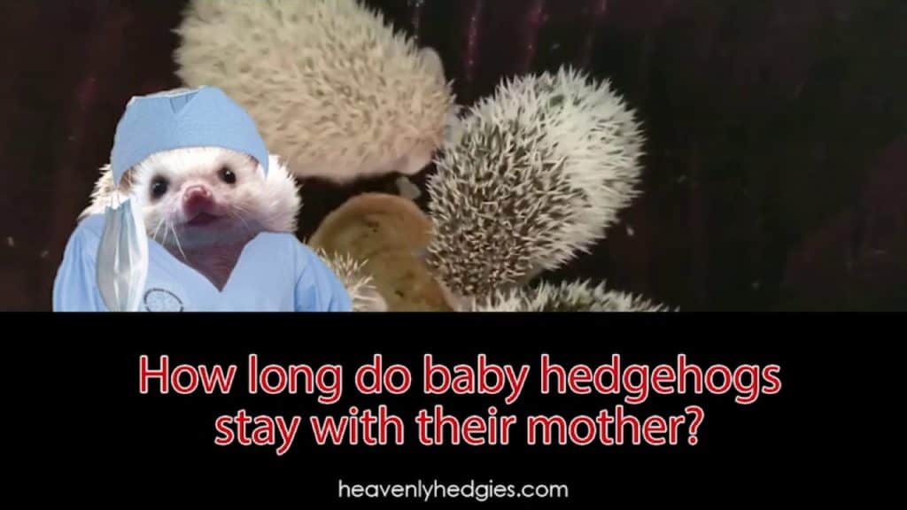 How long do baby hedgehogs stay with their mother?