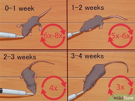 How long do baby mice need milk?