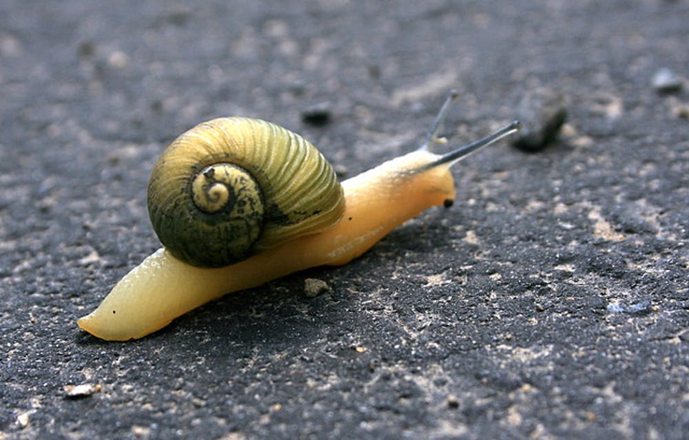 How long do captive garden snails live?