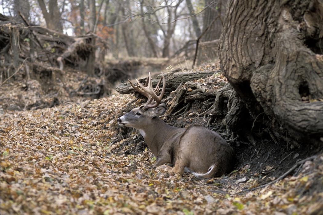 How long do deer bed down during the day?