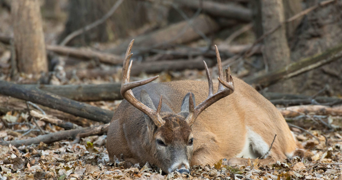 How long do deer need to sleep?