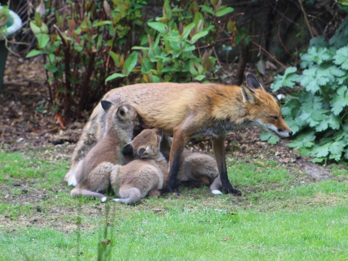 How long do foxes live with their mothers?