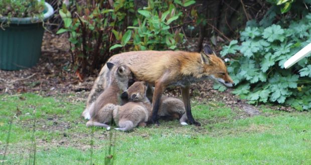 How long do foxes stay with their cubs?