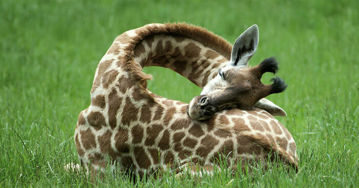 How long do giraffes sleep in 24 hours?