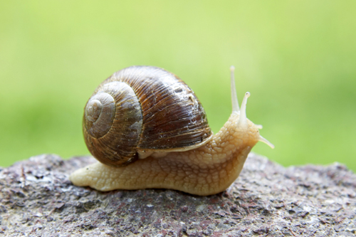 How long do grape snails live?