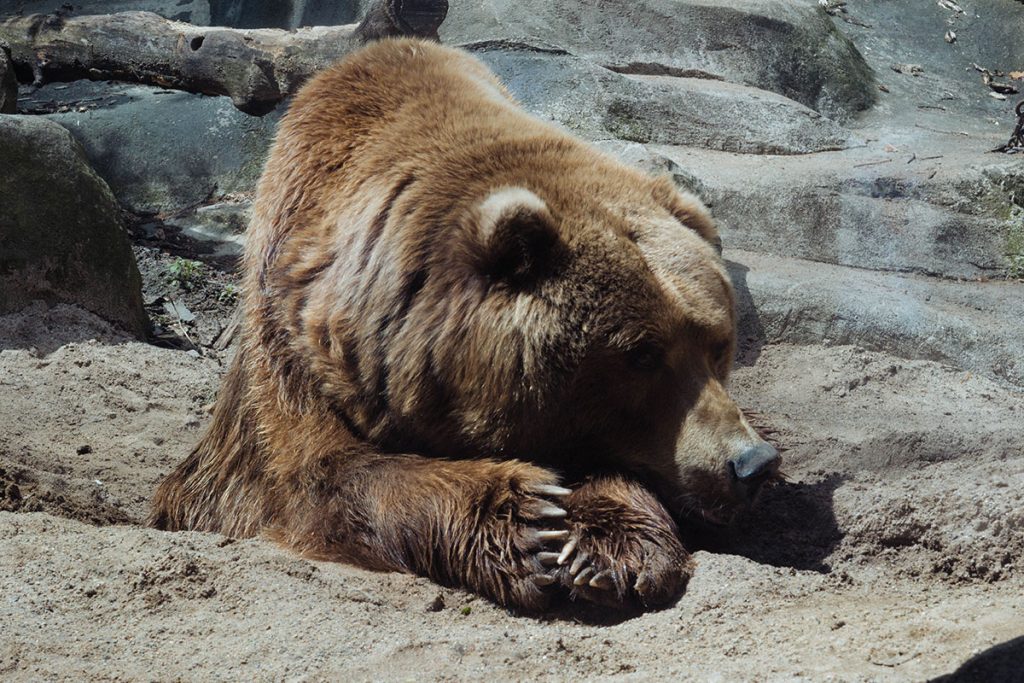 How long do grizzly bears sleep?