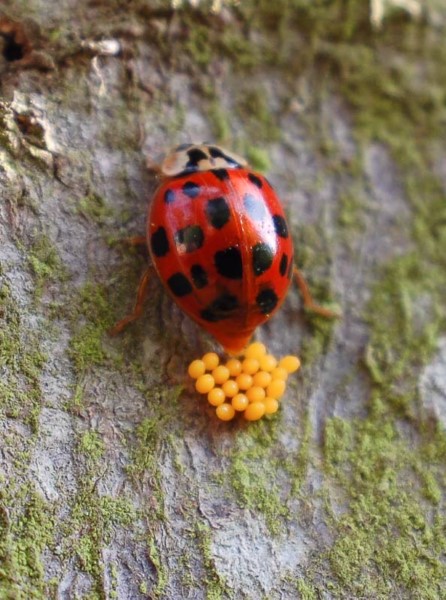 How long do ladybugs live as a pet?
