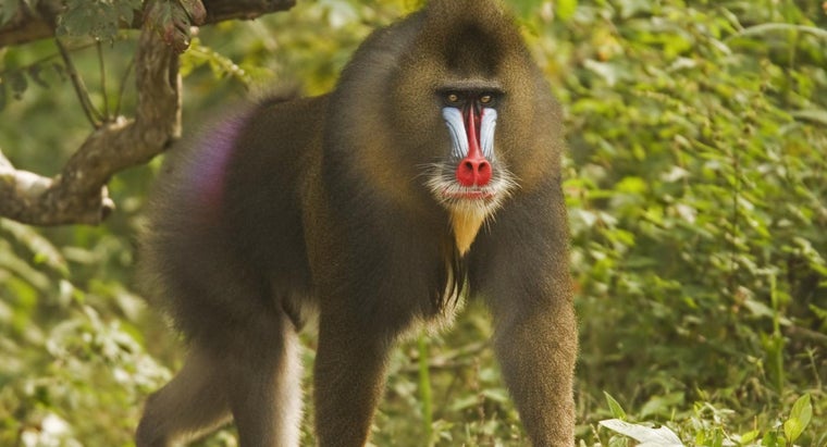 How long do mandrills live in the wild?
