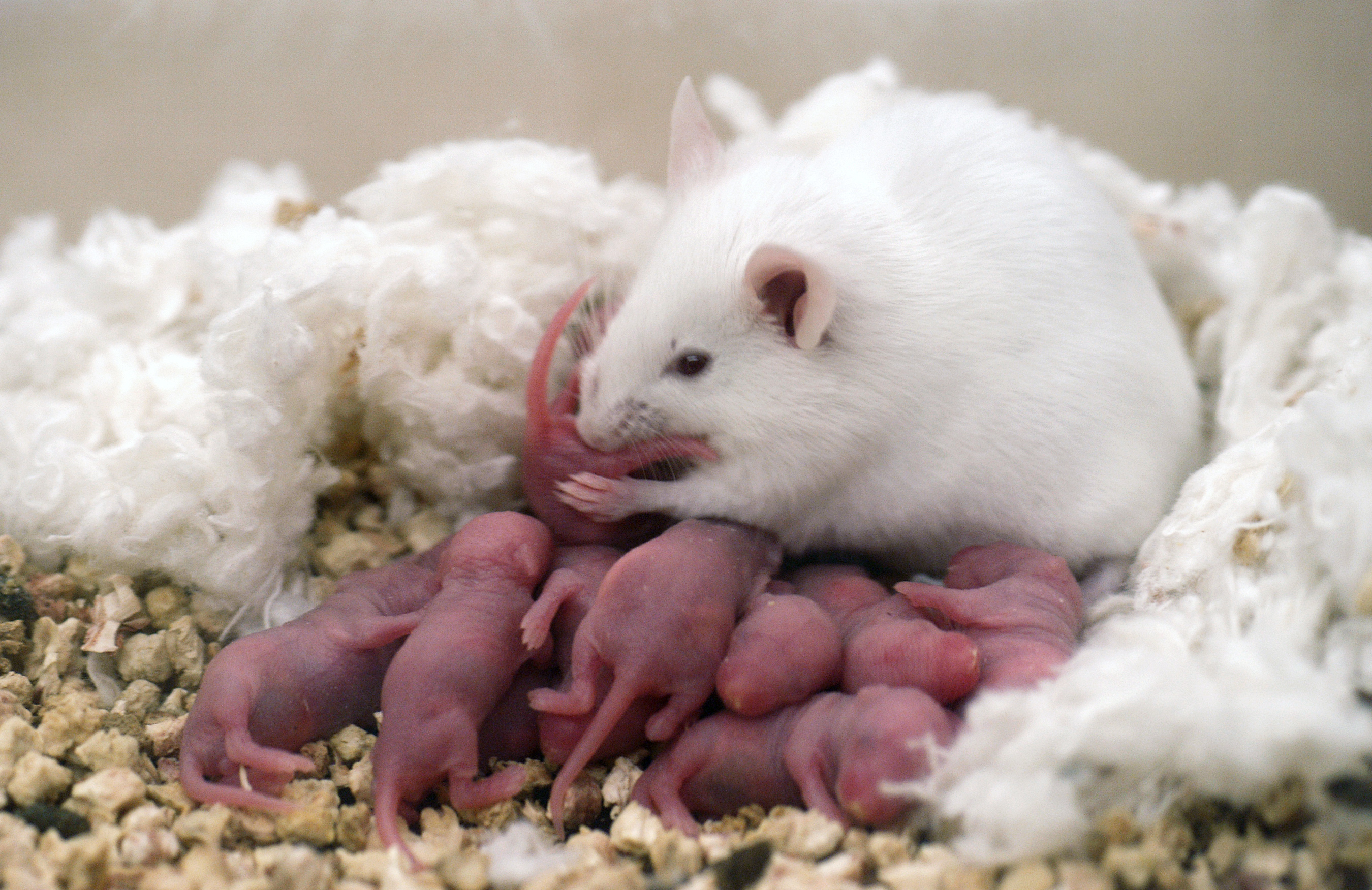 How long do mice feed their babies?