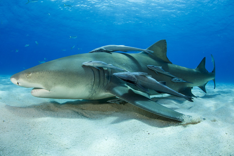 How long do mother sharks carry their babies?