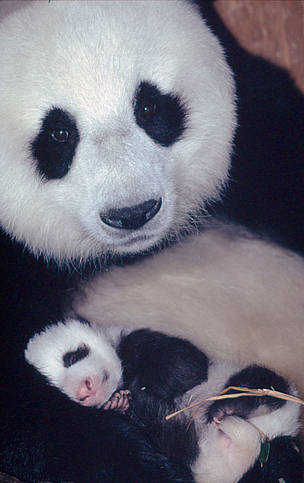 How long do pandas stay with their mothers?
