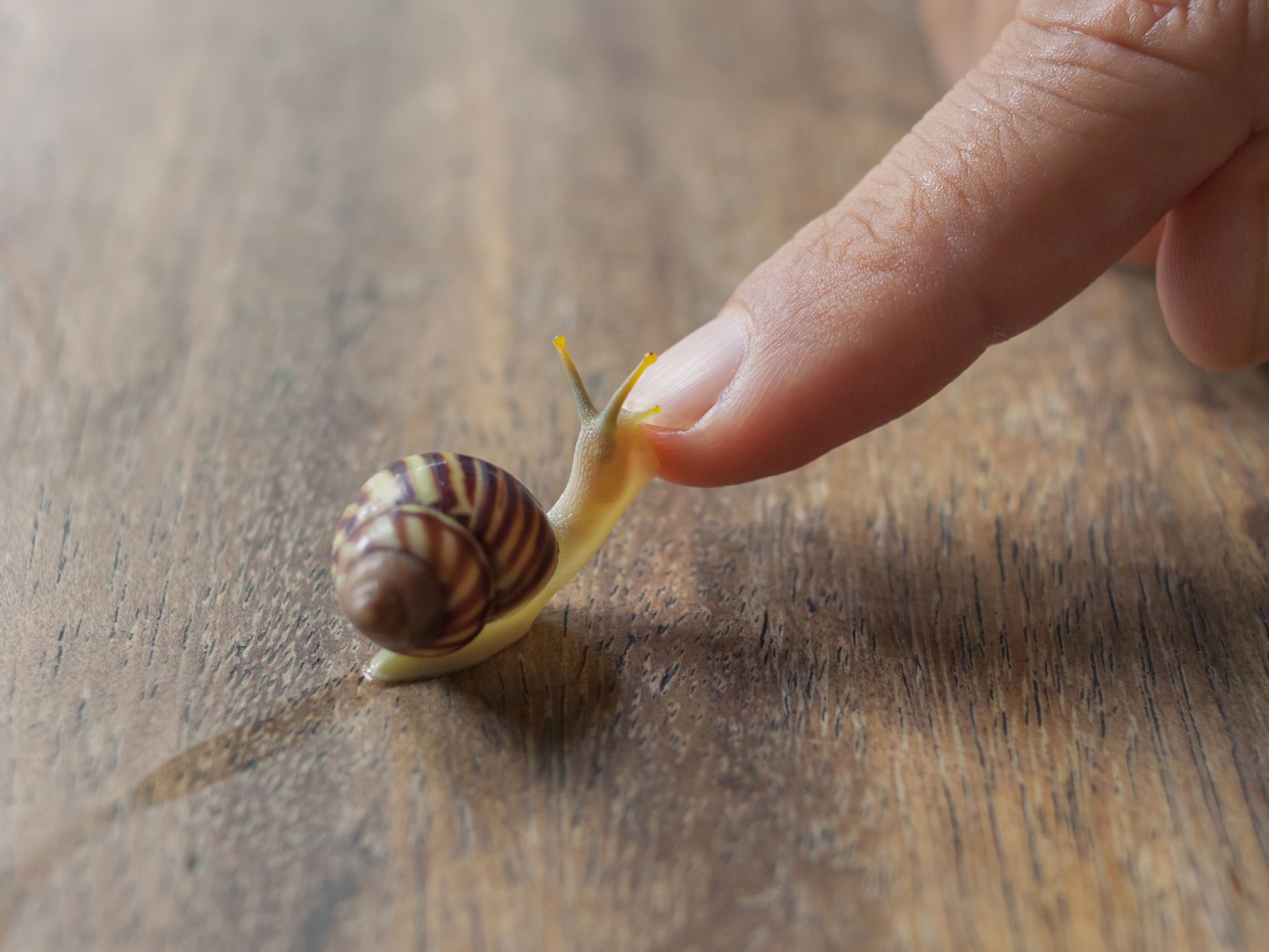 How long do snail pets live?