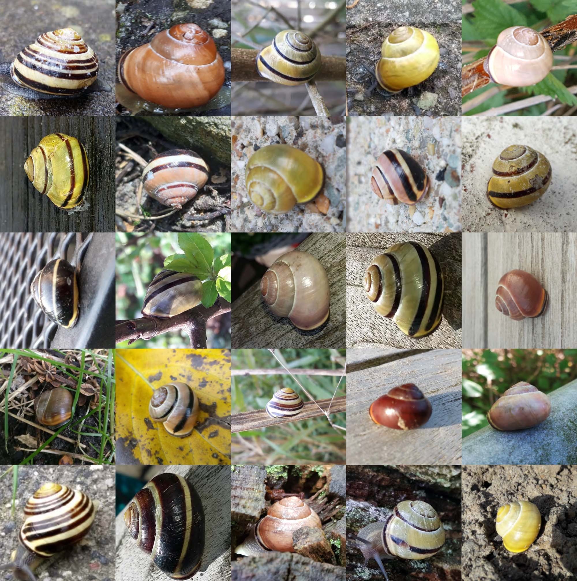 How long do snails live?