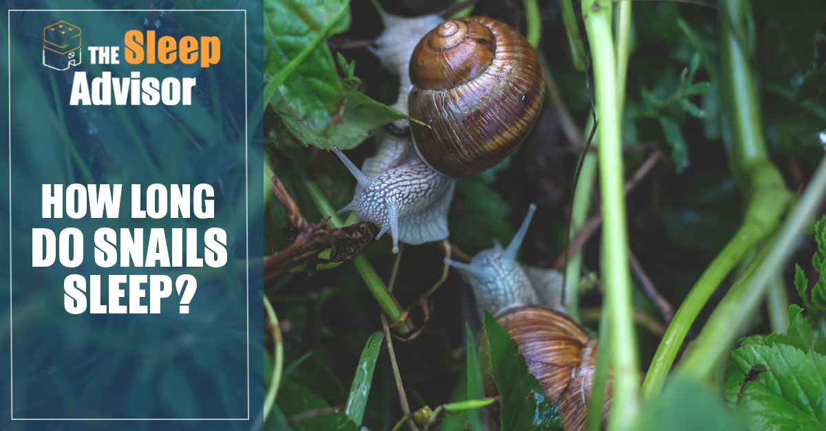 How long do snails stay active during the day? [2022] 🐬 Animalialife