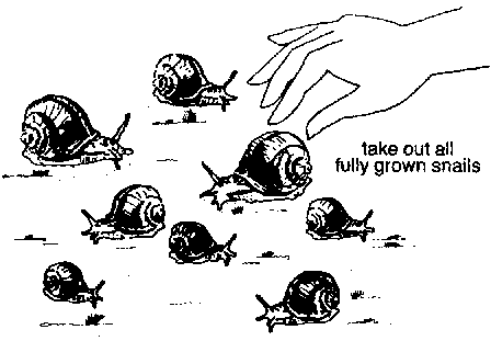 How long do snails take to grow?
