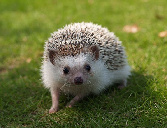 How long do Southern white breasted hedgehogs live?